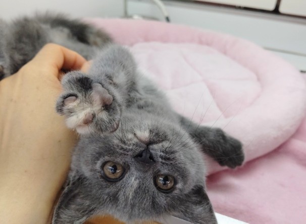 スコティッシュストレート