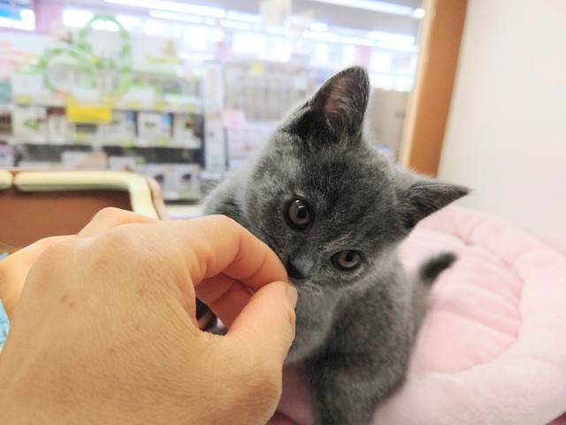 スコティッシュストレート