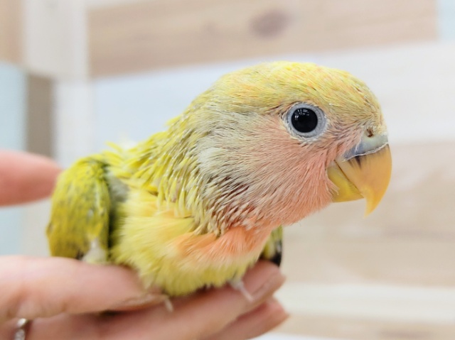 コザクラインコ（小桜インコ）