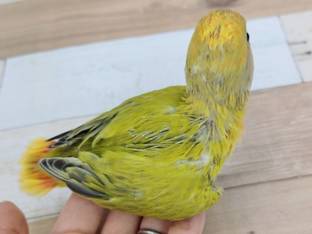 コザクラインコ（小桜インコ）