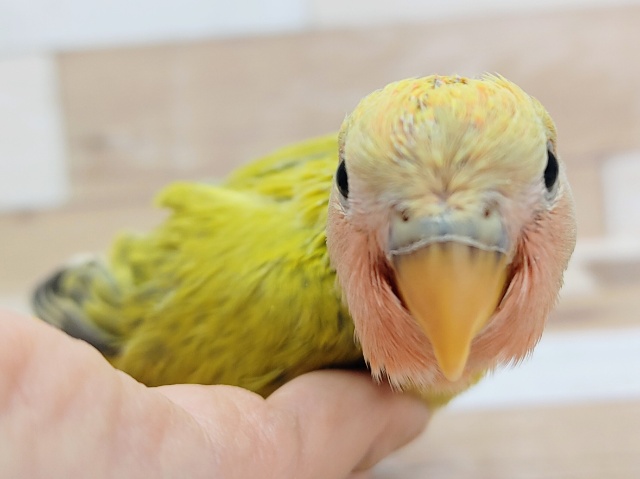コザクラインコ（小桜インコ）