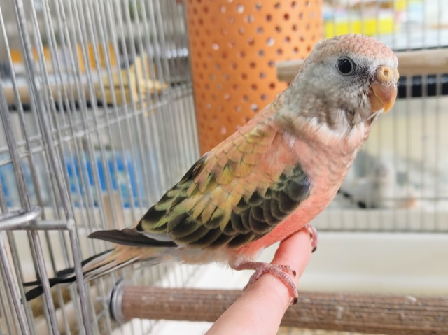 アキクサインコ（秋草インコ）