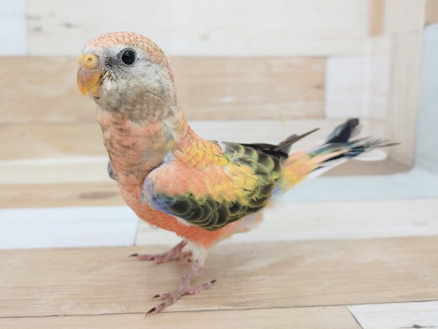 アキクサインコ（秋草インコ）