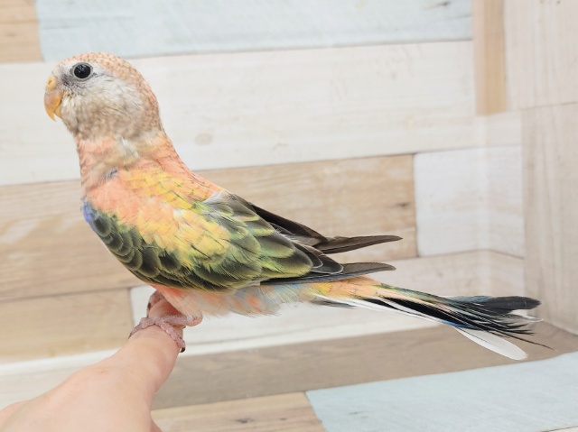 アキクサインコ（秋草インコ）