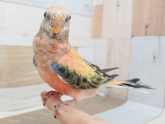 アキクサインコ（秋草インコ）