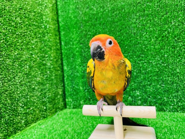 コガネメキシコインコ
