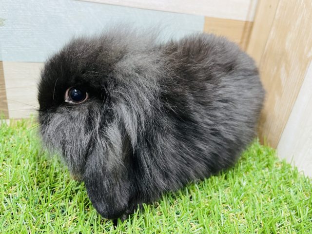 ロップイヤーラビット