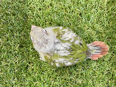 ホオミドリウロコインコ