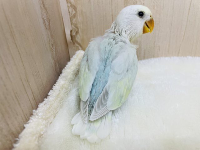 コザクラインコ（小桜インコ）