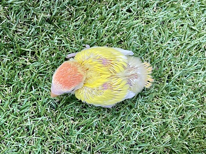 コザクラインコ（小桜インコ）