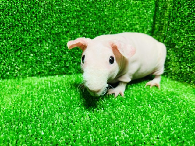 スキニーギニアピッグ