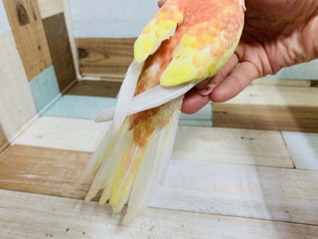アキクサインコ（秋草インコ）