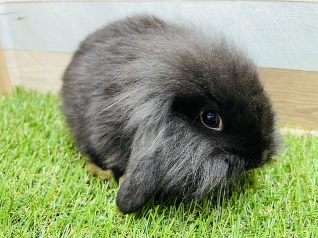 ロップイヤーラビット