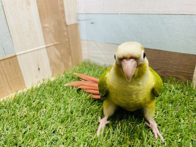 ホオミドリウロコインコ