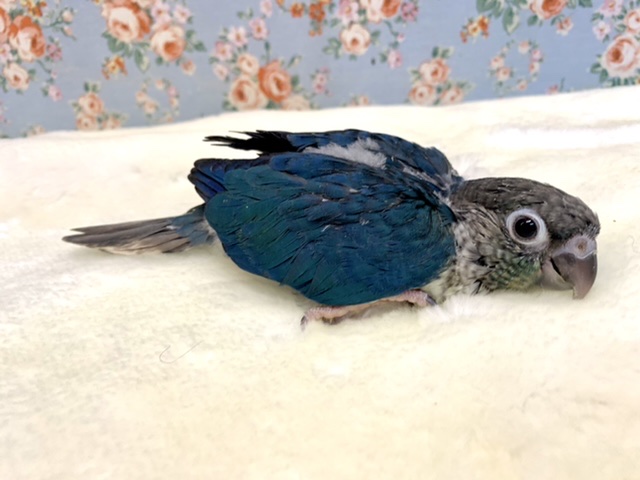 ワキコガネウロコインコ