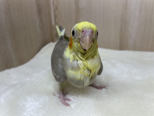 オカメインコ