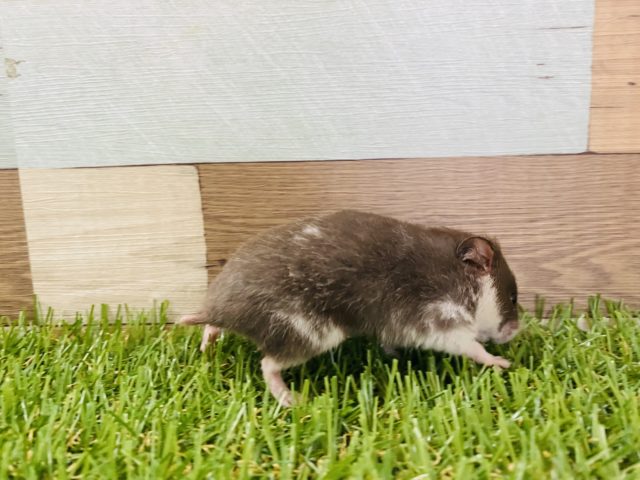 ゴールデンハムスター