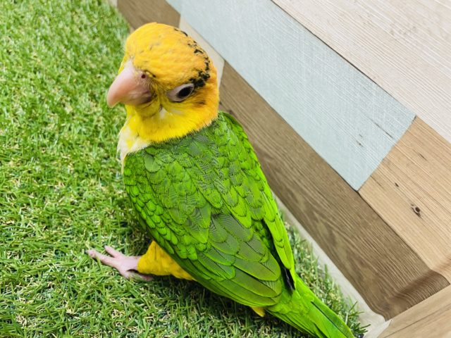 最新画像有り☆遊ぶの大好きさんです☆シロハラインコ! シロハラインコ