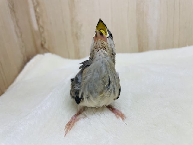 ご飯タイムはかかせない♪ 桜文鳥さん! 桜文鳥