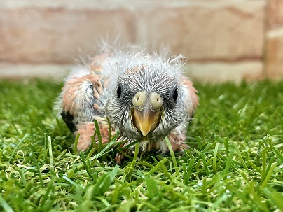 アキクサインコ（秋草インコ）