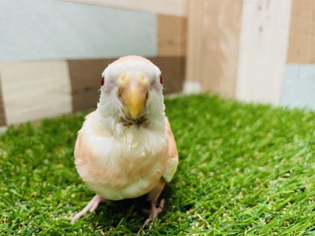 アキクサインコ（秋草インコ）