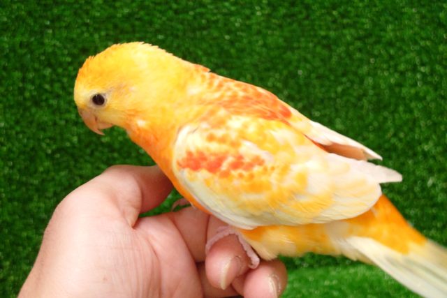 ビセイインコ（美声インコ）