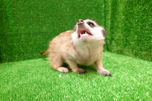 ミーアキャット