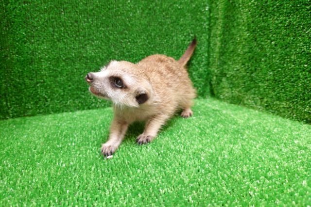 ミーアキャット