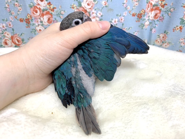ワキコガネウロコインコ