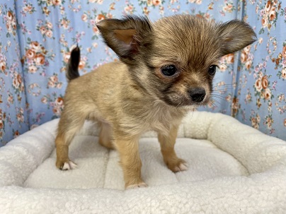 嬉しくてお腹出しちゃう☆ロングコートチワワの男のコ 2022.5/15撮影 チワワ