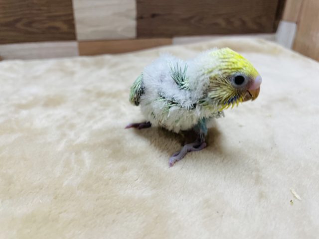 セキセイインコ