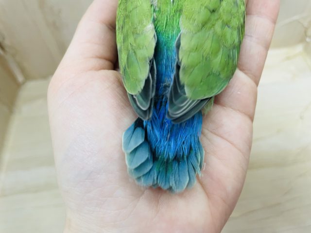 コザクラインコ（小桜インコ）
