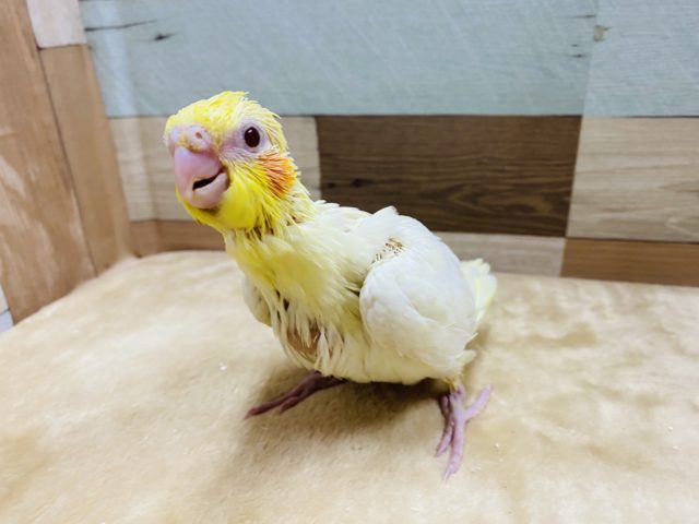 オカメインコ
