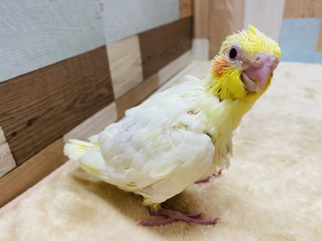 オカメインコ