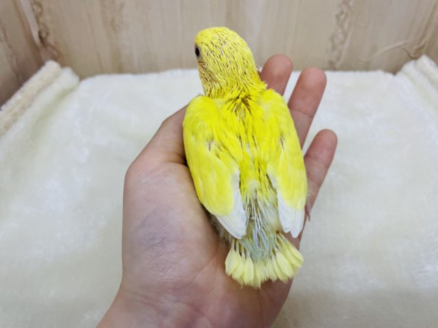 可愛さにこだわりたい!(*゚∀゚*)コザクラインコ オレンジフェイス ルチノー コザクラインコ(小桜インコ)