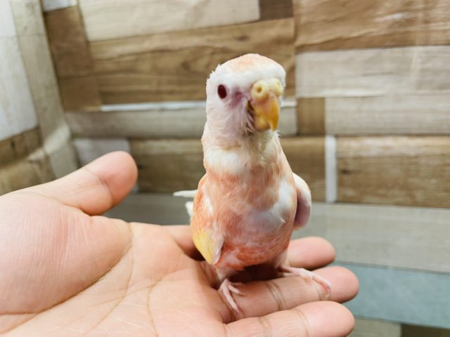 アキクサインコ（秋草インコ）