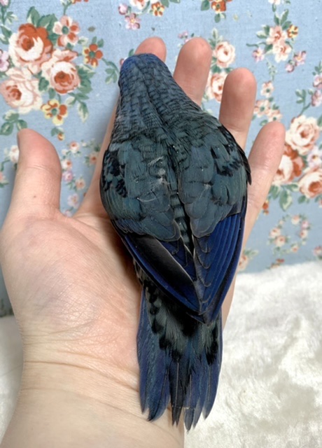 サザナミインコ