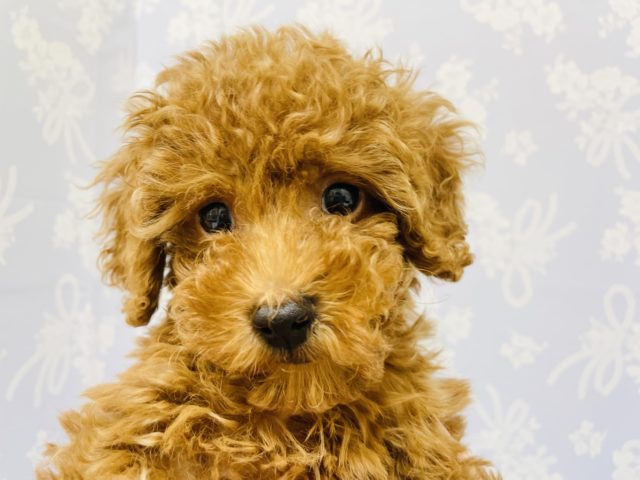 トイプードル