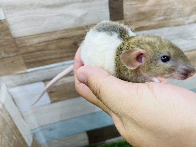 ファンシーラット