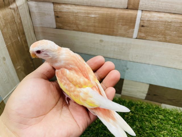 アキクサインコ（秋草インコ）