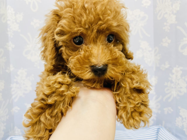 トイプードル