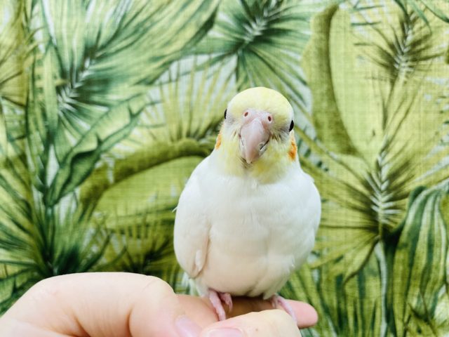オカメインコ