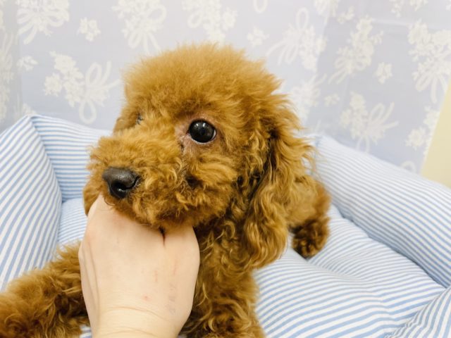 トイプードル