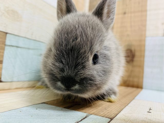 ネザーランドドワーフ