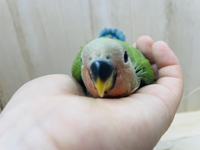 コザクラインコ（小桜インコ）