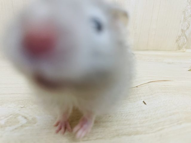 ゴールデンハムスター