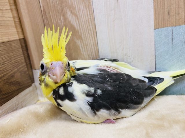 オカメインコ