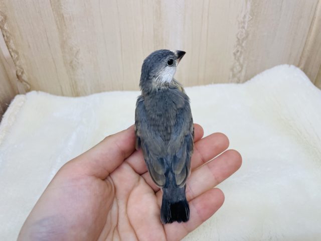 ご飯タイムはかかせない♪ 桜文鳥さん! 桜文鳥