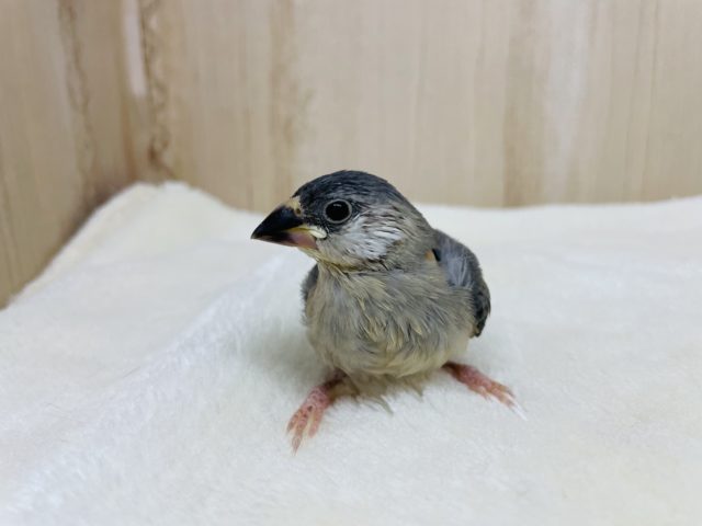 ご飯タイムはかかせない♪ 桜文鳥さん! 桜文鳥