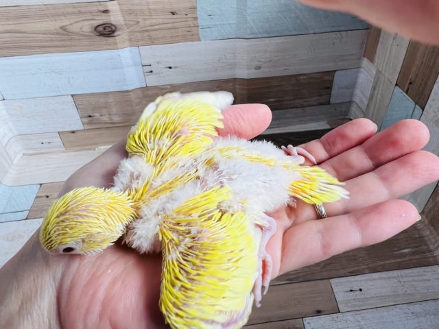セキセイインコ